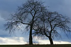 Deserted Orchard Prints: Bare fruit trees at dusk, Karsberg