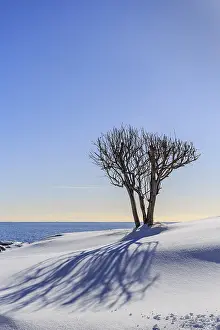Scandinavian Winter Scene Prints: Bare tree casts shadow in snow
