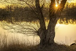 Evening Sun Backlight Shot Prints: A bare tree by a lake at sunset