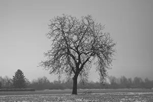 Moody Nighttime Photography Prints: Bare Tree at Night in Winter