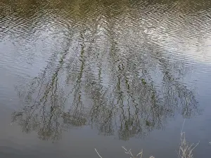 Prints of Bare tree reflected in the river, Feistritz, Stubenberg, Eastern Styria, Styria, Austria River Prints: Bare Tree Reflected in River Print, Austria