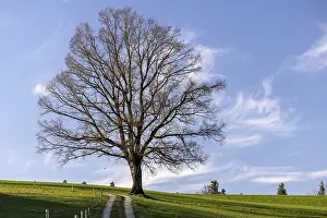 Prints of Bare tree in front of the sprout, Durrenroth, Emmental, Bern, Switzerland Bare tree in front of the sprout, Drrenroth, Emmental, Bern, Switzerland Bern Prints: Bare Tree in Front of Sprout Print, Durrenroth, Switzerland