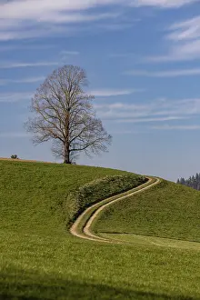 Deciduous Tree Landscape Prints: Bare tree in front of sprouting