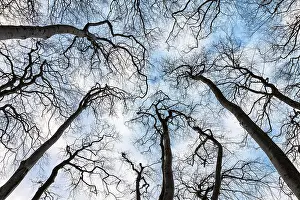 No People Outside Prints: Bare trees with sky
