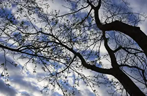 Upper Austria Landscape Prints: Bare trees against the sky, branches