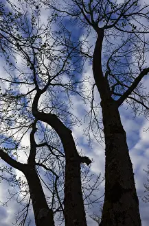Austrian Countryside Views Prints: Bare trees against the sky, branches