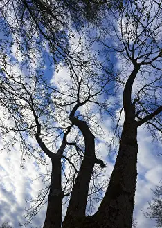 Upper Austria Landscape Prints: Bare trees against the sky, branches