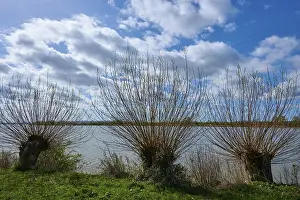 Deciduous Tree Landscape Germany Prints: Bare trees, willows, in front of a large lake under a cloudy