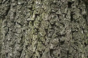 Oak Tree Bark Prints: Bark, bark of an oak (Quercus)