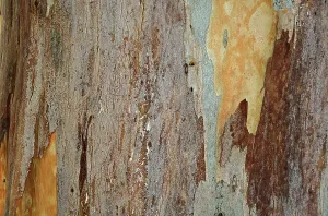 Southeast Europe Botany Prints: Bark of a Eucalyptus (Eucalyptus)