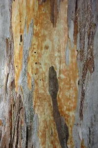 Crete Greece Landscape Prints: Bark of a Eucalyptus (Eucalyptus)
