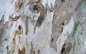 Nature Photography Details Prints: Bark of eucalyptus tree (Eucalyptus)