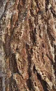 Weathered Wood Texture Prints: Bark of old larch tree