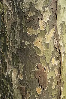 Southern Germany Trees Prints: Bark of a Plane tree (Platanus sp)