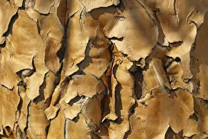 Namibia Nature Photography Prints: Bark of a quiver tree