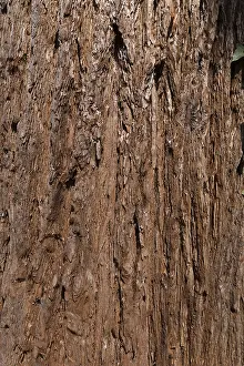 Bavaria Tree Prints: Bark of sequoia (Sequoioideae) tree