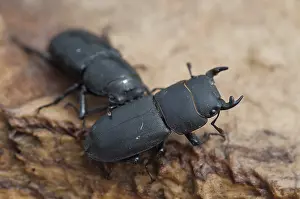 Prints of Barkschroter, Dorcus parallelipipedus, Lesser stag beetle, dwarf stag beetle, beetle, Coleoptera, female, insects, beetles, males, males, females Barkschrter, Dorcus parallelipipedus Stag Beetle Prints: Print of Dorcus parallelipipedus, Lesser Stag Beetle