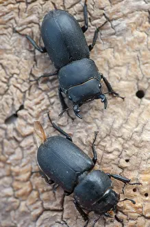 Prints of Barkschroter, Dorcus parallelipipedus, lesser stag beetle, dwarf stag beetle, beetle, coleoptera, female, high size, portrait format, insects, beetles, males, males, females Barkschrter Stag Beetle Prints: Dorcus parallelipipedus Print - Female Lesser Stag Beetle