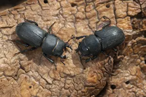 Coleoptera Insects Prints: Barkschroter, Dorcus parallelipipedus