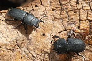 Coleoptera Insects Prints: Barkschroter, Dorcus parallelipipedus