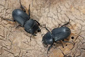 Insect Fauna Images Prints: Barkschroter, Dorcus parallelipipedus