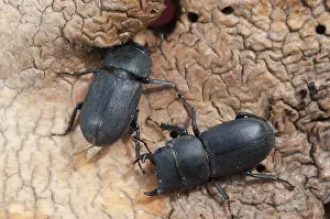 Natural Environment Photography Prints: Barkschroter, Dorcus parallelipipedus
