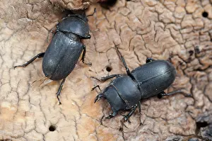 Coleoptera Insects Prints: Barkschroter, Dorcus parallelipipedus