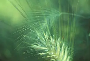 Close Up Barley Prints: Barley