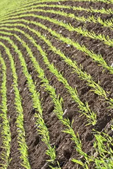 Agricultural Crops Prints: Barley