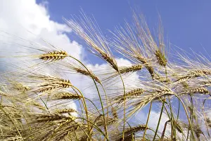 Cornfield Landscape Prints: Barley field