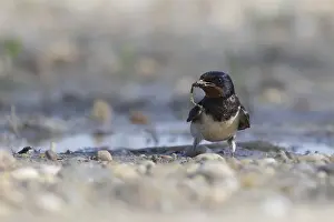Nest Building Birds Prints: Barn swallow collecting nesting material