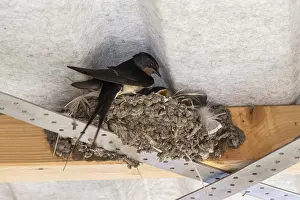 Prints of Barn Swallow (Hirundo rustica), Schleswig-Holstein, Germany Swallows And Martins Prints: Barn Swallow Print, Schleswig-Holstein, Germany