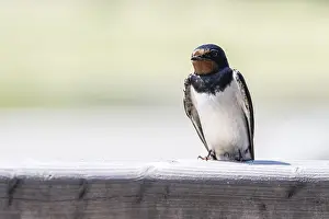 German Bird Photography Prints: Barn Swallow (Hirundo rustica)