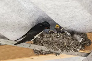 German Bird Photography Prints: Barn Swallow (Hirundo rustica)