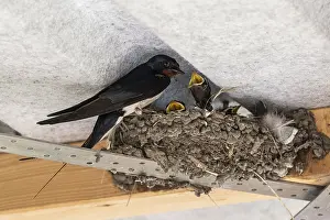 German Bird Photography Prints: Barn Swallow (Hirundo rustica)