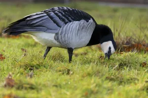 Migratory Birds Prints: Barnacle Goose