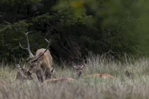 Red Deer Mating Prints: Based on years of observation