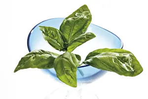 Spice Nutrition Facts Prints: Basil