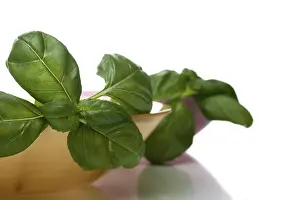 Close Up Basil Prints: Basil