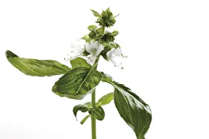 Spice Plant Prints: Basil blossom