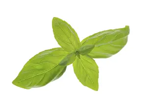 Kitchen Spice Plant Images Prints: Basil leaves