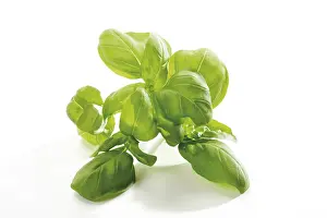 Balanced Diet Nutrition Prints: Basil (Ocimum basilicum)