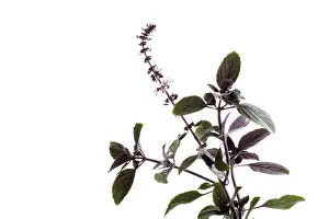 Basil Plant Prints: Basil (Ocimum basilicum)