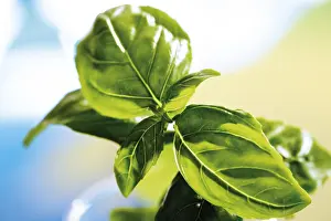 Studio Botany Photos Prints: Basil (Ocimum basilicum)
