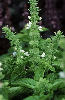 Sweet Basil Prints: Basil / (Ocimum basilicum)