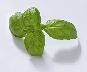 White Background Herb Prints: Basil (Ocimum basilicum), on white background