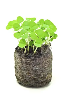 Indoor Herb Plant Prints: Basil seedlings