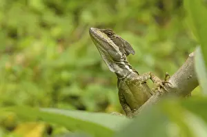 Costa Rica Wildlife Prints: Basilisk Lizard (Basiliscus basiliscus)