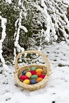 Colourful Easter Decorations Prints: Basket with colourful Easter eggs in the snow