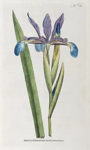 Iris spuria hand-coloured copper engraving Print, 1790